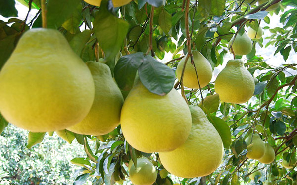外形美观的山果树富硒有机金柚
